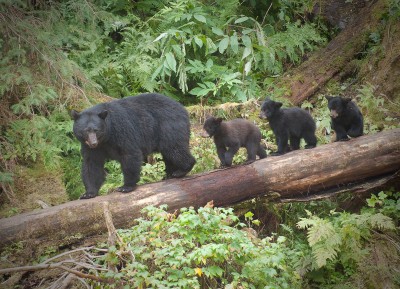 Black Bear Mom and Three Cubs, Anan Creek, Alaska