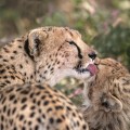 Cheetah Mom Washing Her Baby, Ndutu, Tanzania