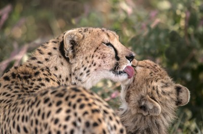 Cheetah Mom Washing Her Baby, Ndutu, Tanzania