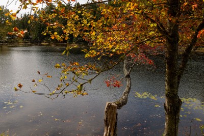 Maple by Pond, Desert Island, Maine