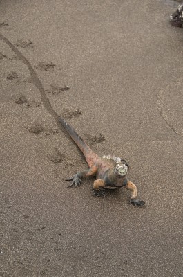 Marine Iguana Tracks, Galapagos