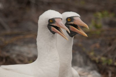 Nazca Booby Courting Dance, Galapagos
