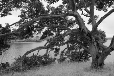 Tanbark Oak, Elkhorn Slough, Moss Landing
