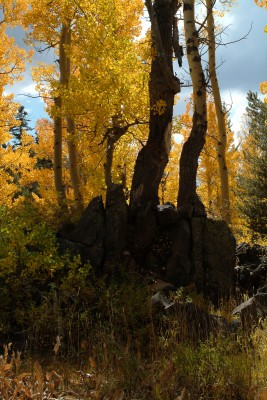 Aspen Snags in Autumn, Carson Pass