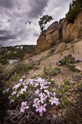 Old Juniper and Flowers, Sierra Nevada