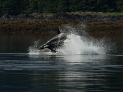 Orca Killing Dall Porpoise, Alaska