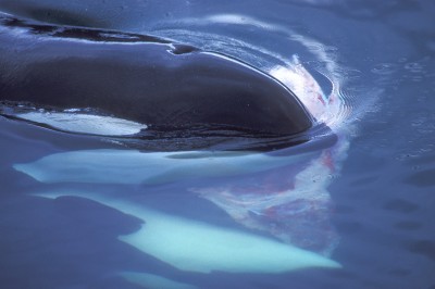 Two Orcas with Sea Lion Carcass, Alaska