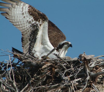 Osprey on Nest, Mono Lake