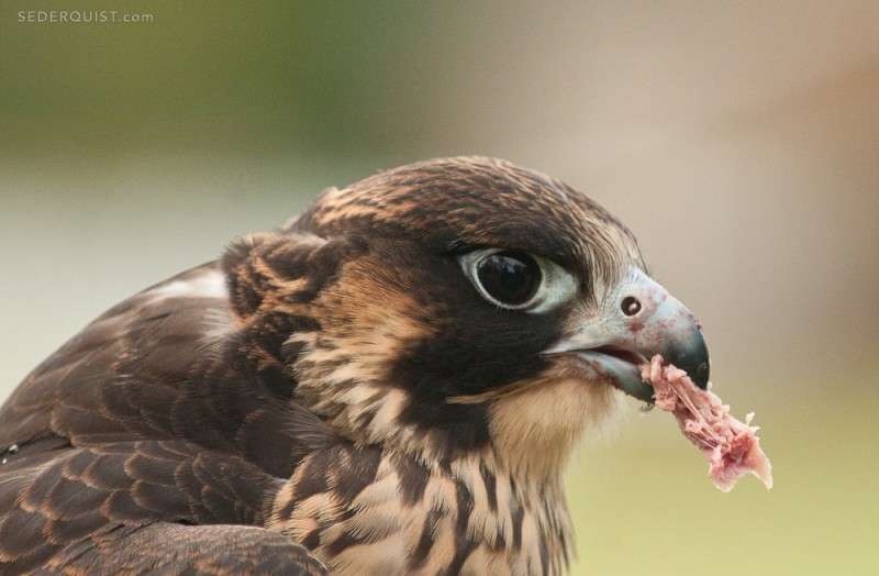 seahawk eating a falcon