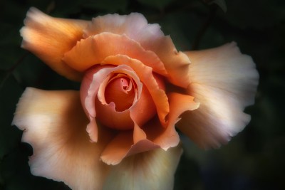 Perfect Orange Rose