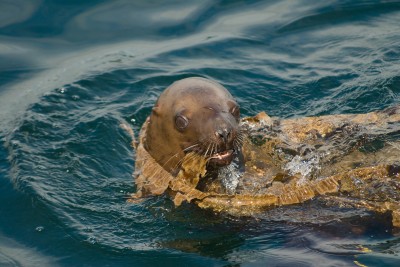 Steller Sea Lion Playing in Kelp, Alaska