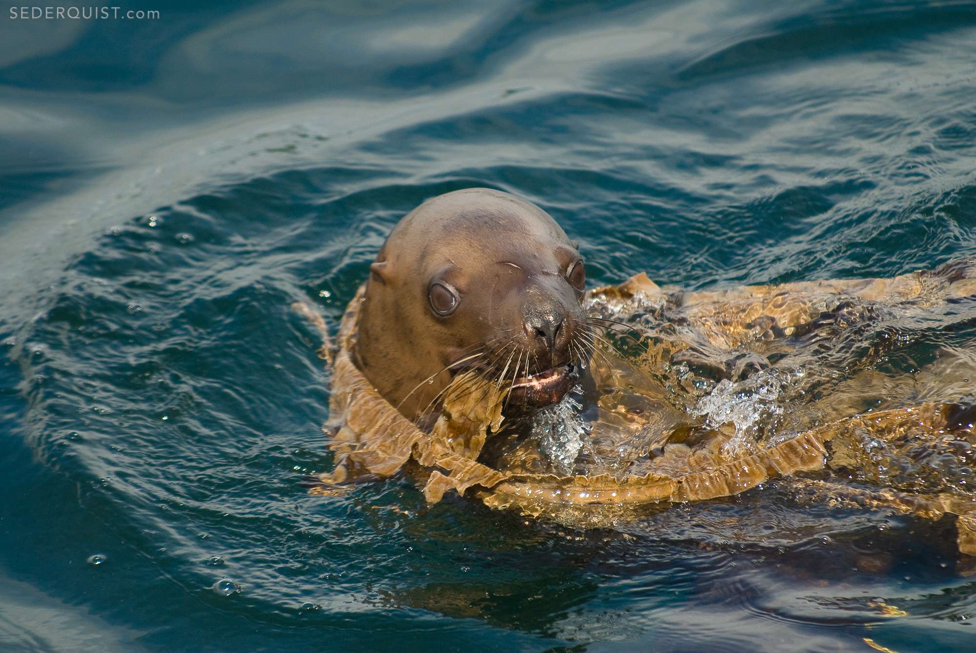 Steller Sea Lion Playing in Kelp, Alaska Betty Sederquist Photography