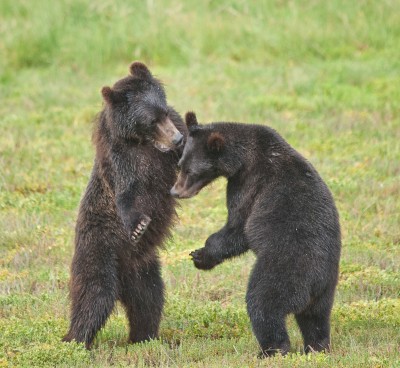 Playing Brown Bear Cubs, Pack Creek, Alaska