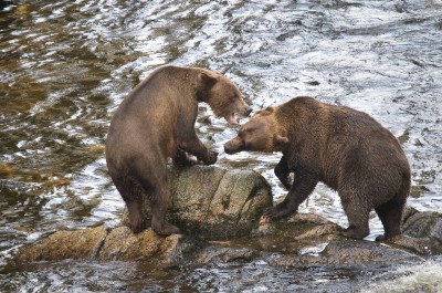 Playing Brown Bears, Anan Creek, Alaska