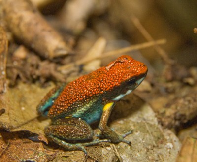 Poison Dart Frog, Cuyabeno, Amazon