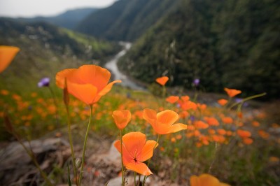 California Poppies, South Fork American River, Coloma