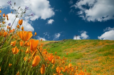 California Poppies, Mount Murphy, Coloma