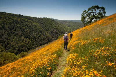 Hikers Amid California Poppies, Coloma