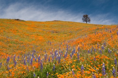 California Poppies, Mount Murphy, Coloma
