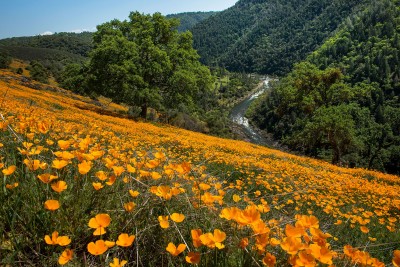 Coloma Poppies and River