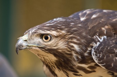 Juvenile Redtail Hawk