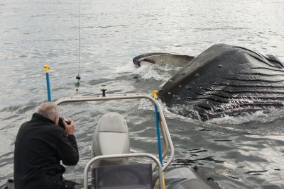 lunge feeding humpback whale