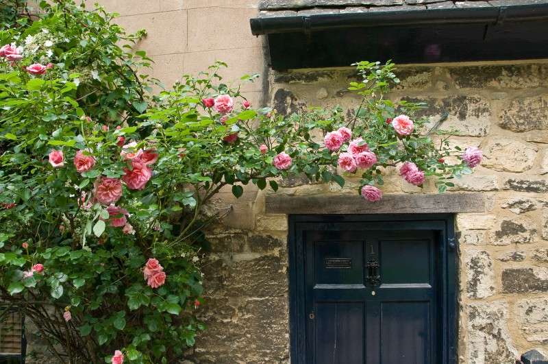Roses and Doorway, Oxford, England - Betty Sederquist Photography