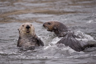 Sea Otters, Elkhorn Slough, Moss Landing