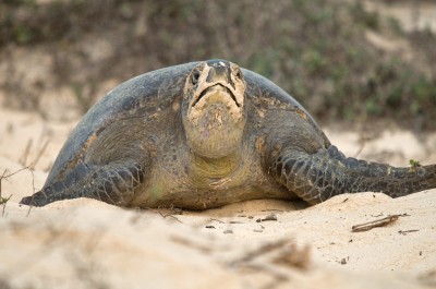 Sea Turtle on Nest, Galapagos