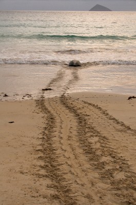 Sea Turtle Returning to Sea after Laying Eggs, Galapagos