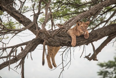 Sleeping Lion cub in Tree, Serengeti, Tanzania