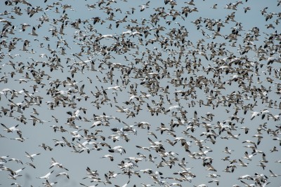 Flock of Snow Geese, Cosumnes Wildlife Preserve