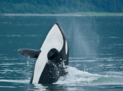 Spyhopping Orca, Alaska