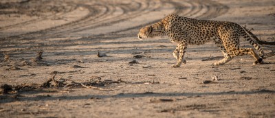 Stalking Cheetah, Ndutu, Tanzania