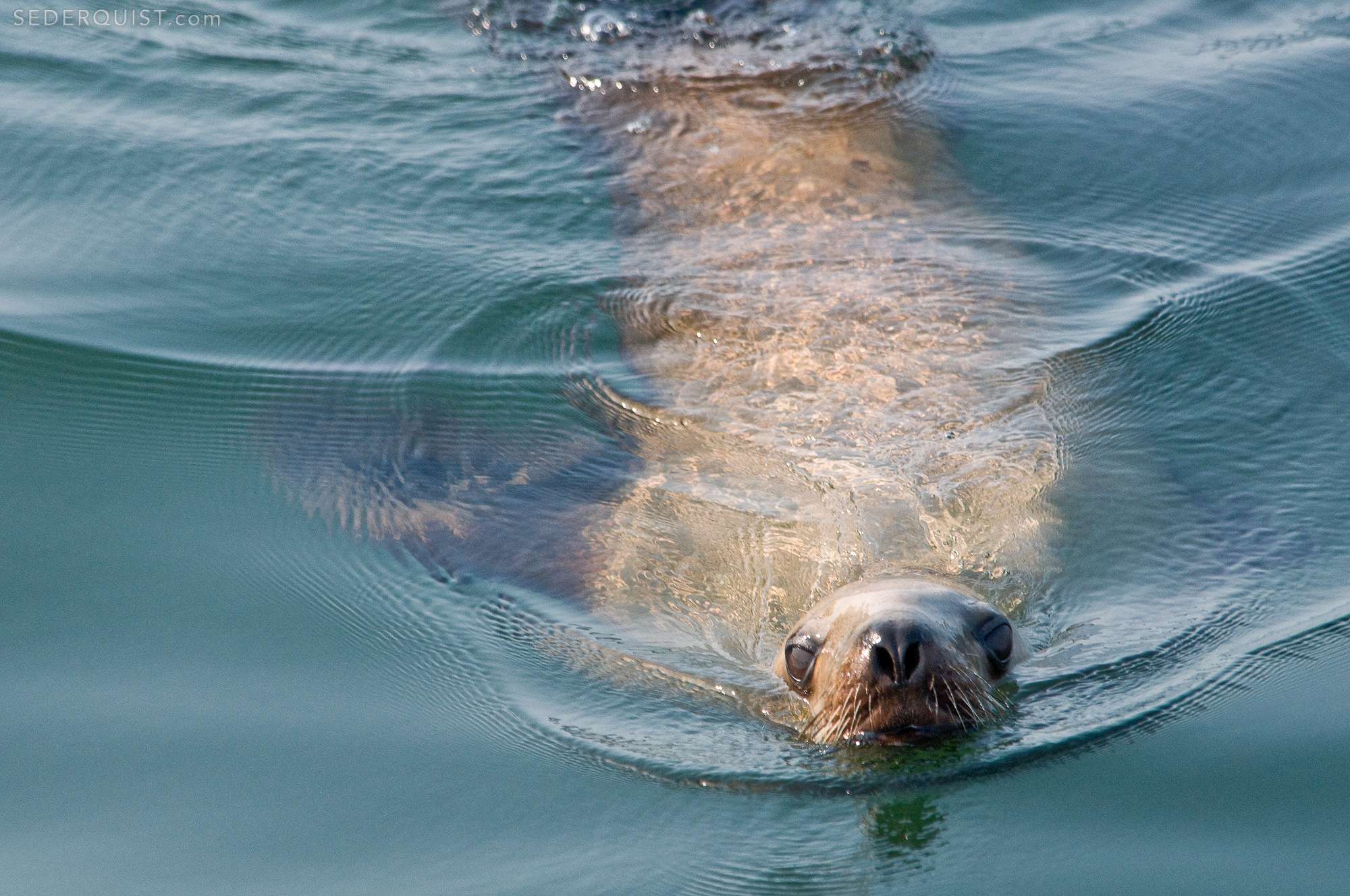 Curious Steller Sea Lion and Reflection, Alaska Betty Sederquist