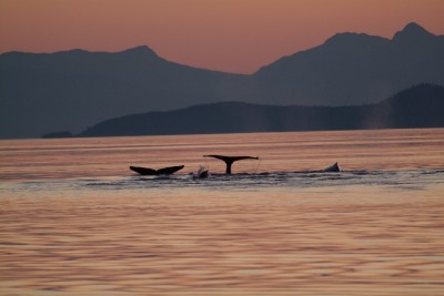 Bubble Feeding Humpback Whales in Sunset, Alaska