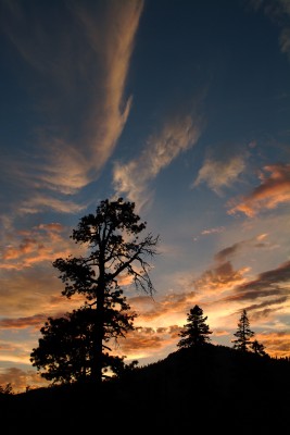 Sunset and Ponderosa Pine, Lakes Basin, Sierra Nevadas