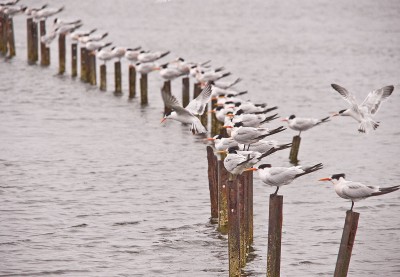 Row of Terns