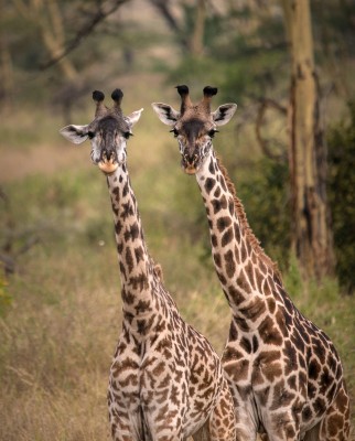 Two Giraffes, Serengeti, Tanzania