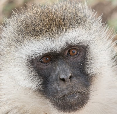 Vervet Monkey Closeup Betty Sederquist Photography