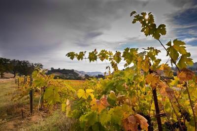 Vineyard in Autumn, Coloma