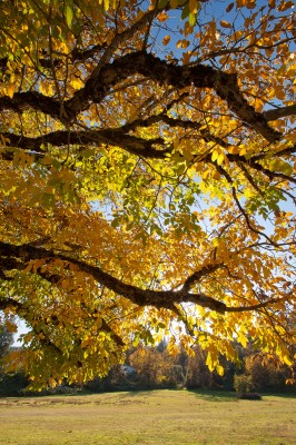 Walnut Tree in Autumn, Coloma