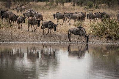 Wildebeest Reflection, Tarangire National Park, Tanzania