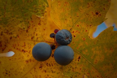 Wine Grapes in Fall, Amador County