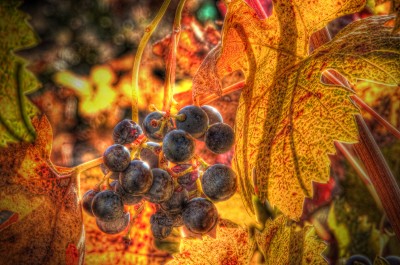 Wine Grapes in Fall