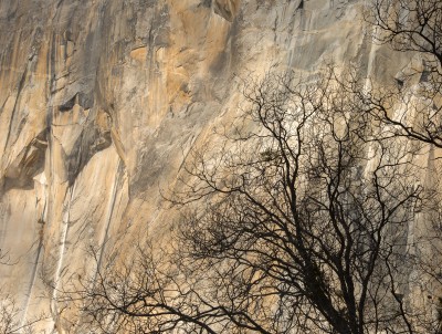 Winter Branches and El Capitan Granite, Yosemite