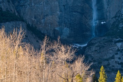 Winter Trees and Yosemite Falls, Yosemite