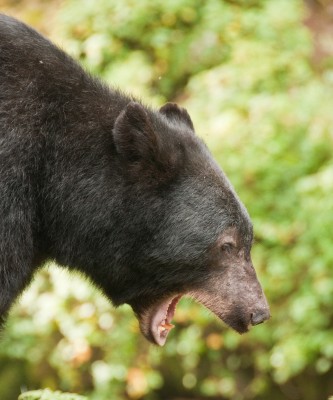 Yawning Black Bear, Anan Creek, Alaska