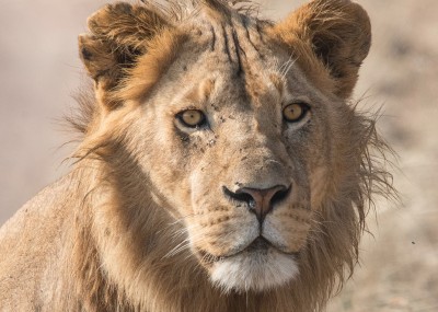 Young Male Lion, Serengeti, Tanzania
