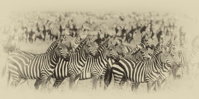 Row of zebras, Serengeti